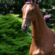 Morgan horse