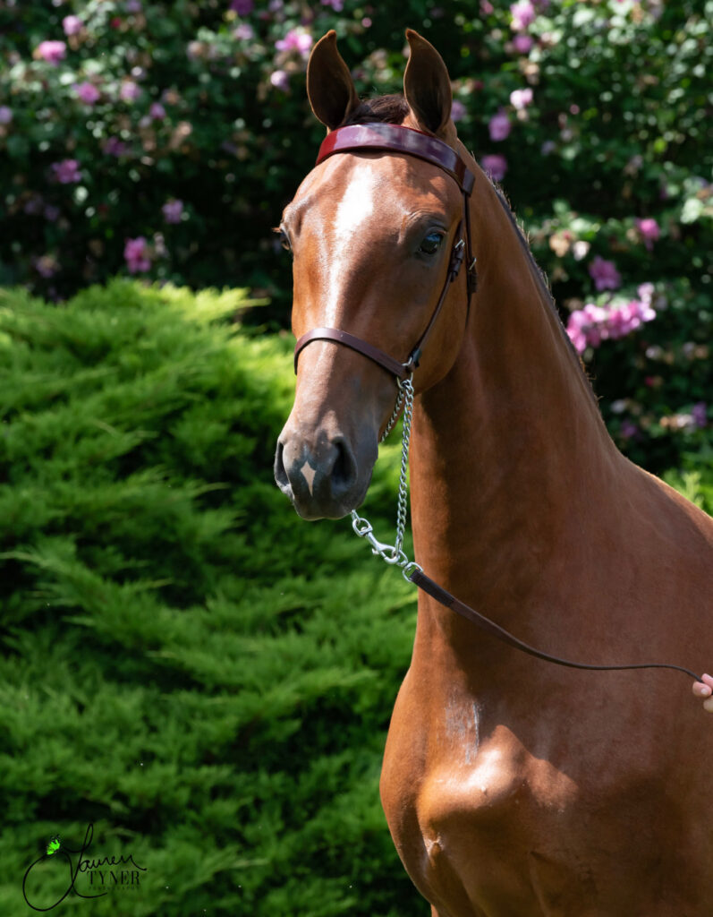 Morgan horse