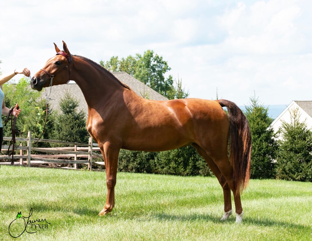 Morgan horse