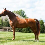 Morgan horse