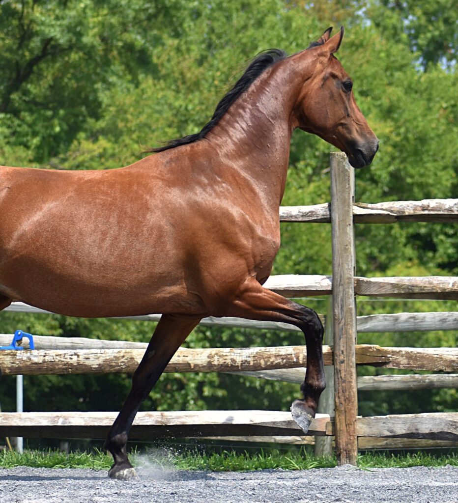 Meadowsong morgan horse