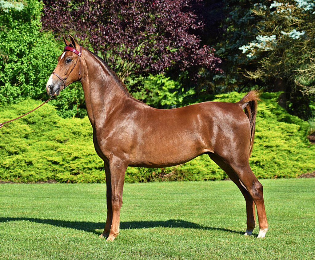 Morgan horse