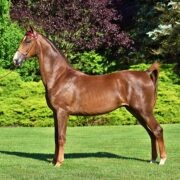 Morgan horse