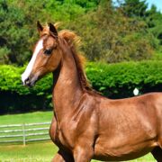 SSLLC Toxic Morgan Horse