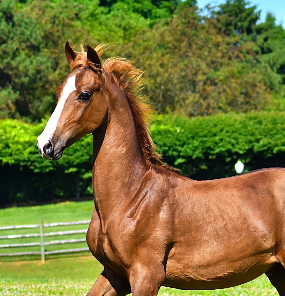 SSLLC Toxic Morgan Horse