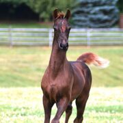 SSLLC Rockstar Morgan Horse