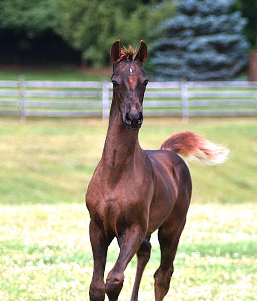SSLLC Rockstar Morgan Horse