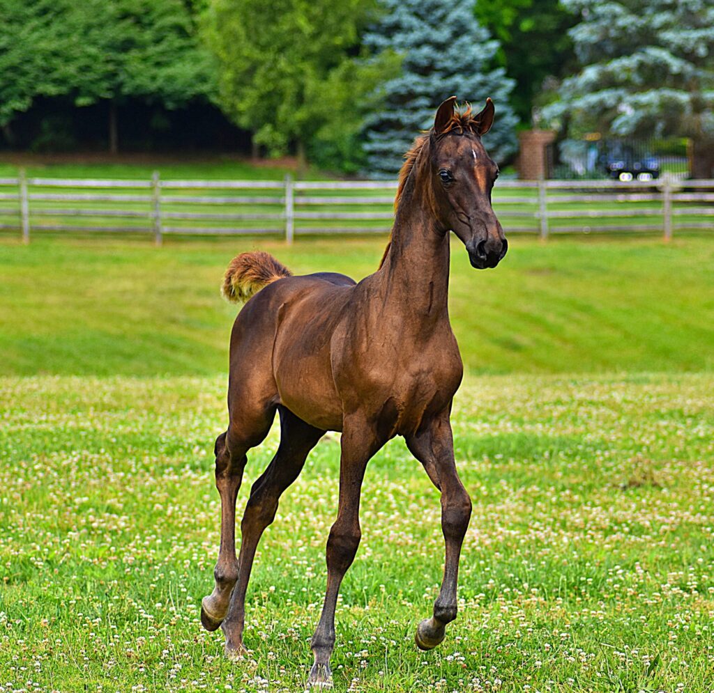 SSLLC Rockstar Morgan Horse