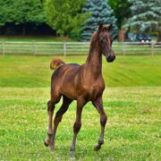 SSLLC Rockstar Morgan Horse
