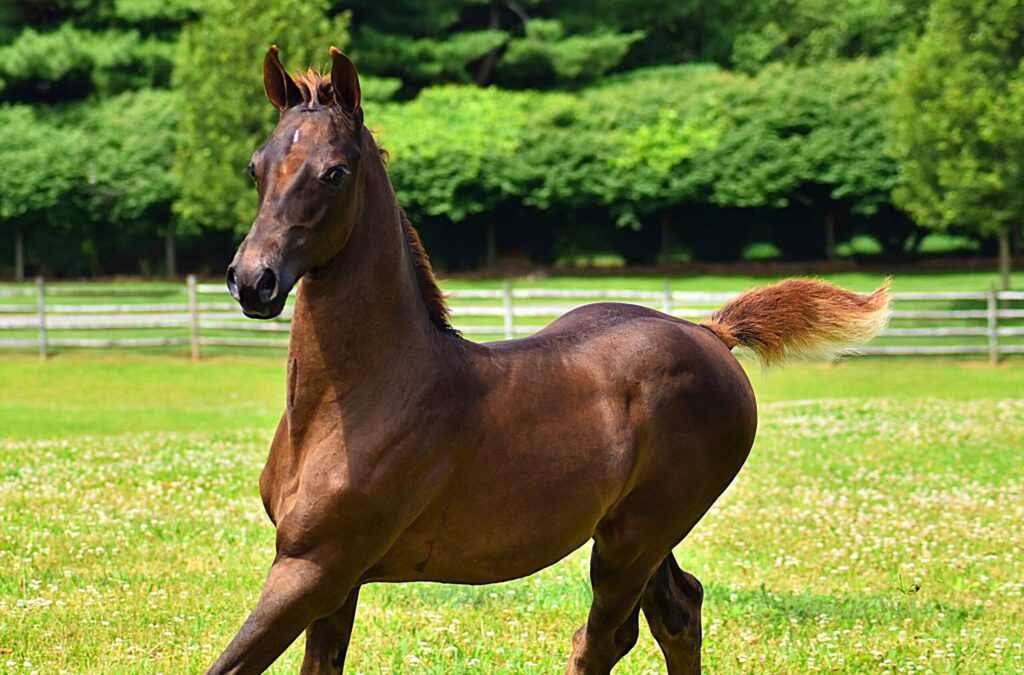 SSLLC Rockstar Morgan Horse