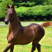 SSLLC Rockstar Morgan Horse
