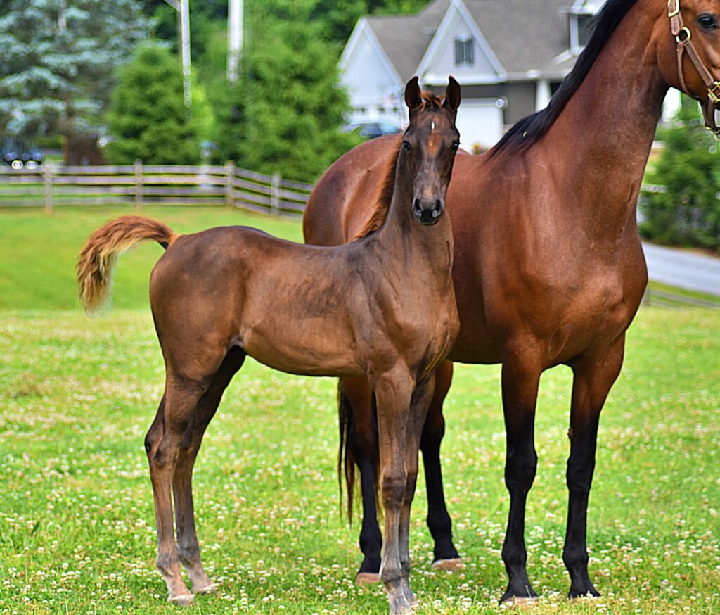 SSLLC Rockstar Morgan Horse