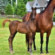 SSLLC Rockstar Morgan Horse