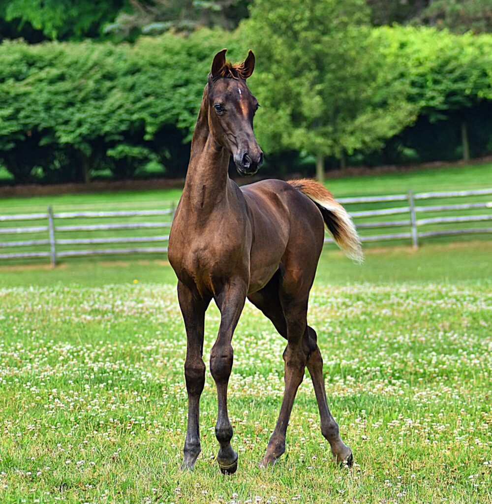 SSLLC Rockstar Morgan Horse
