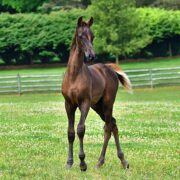SSLLC Rockstar Morgan Horse