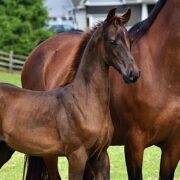SSLLC Rockstar Morgan Horse