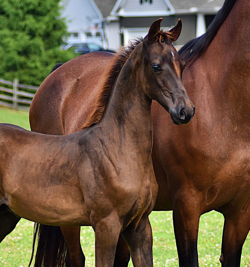 SSLLC Rockstar Morgan Horse