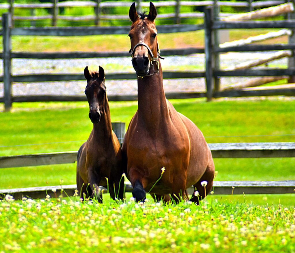 SSLLC Rockstar Morgan Horse