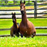 SSLLC Rockstar Morgan Horse