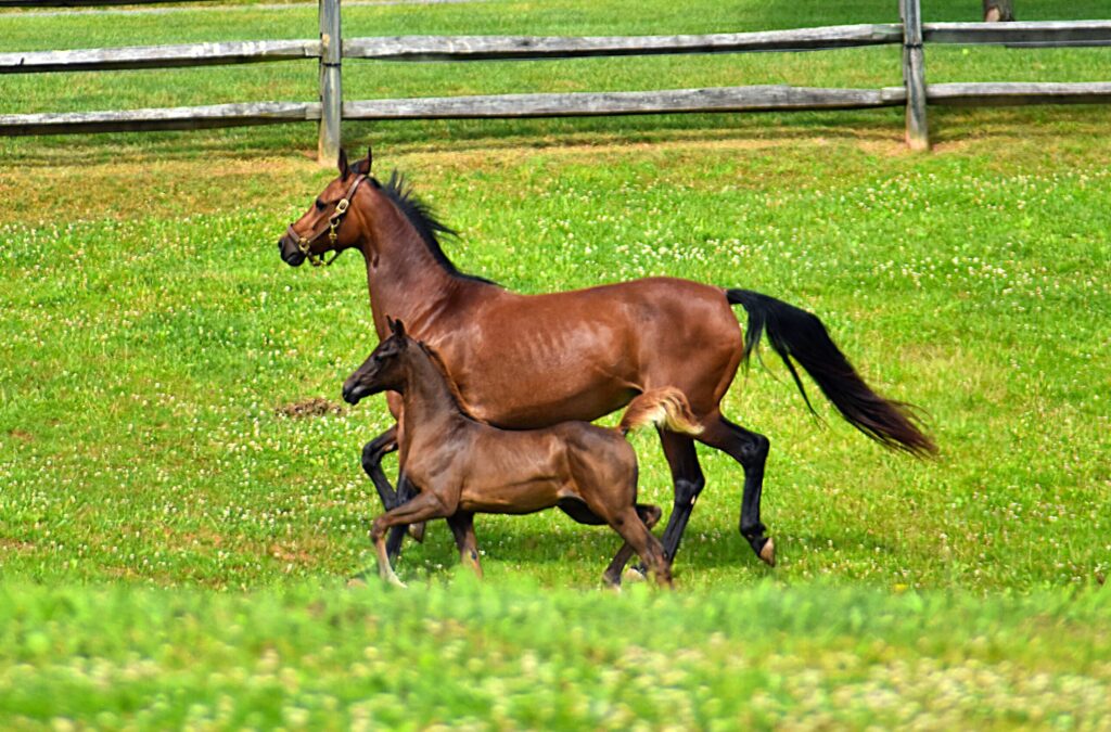 SSLLC Rockstar Morgan Horse