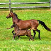 SSLLC Rockstar Morgan Horse