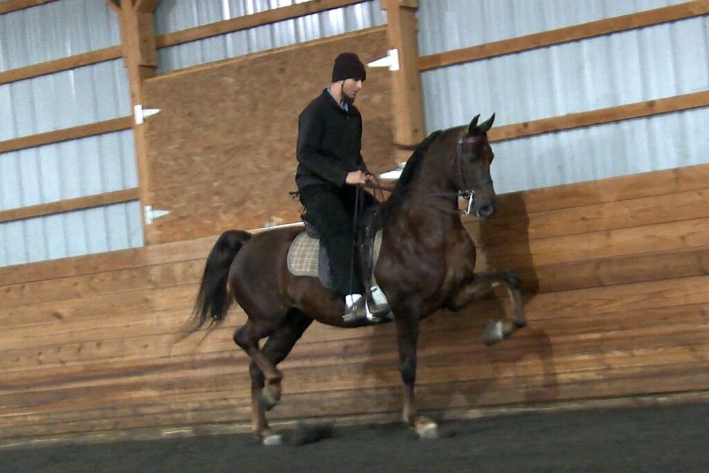 SSLLC Rockstar Morgan Horse
