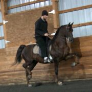 SSLLC Rockstar Morgan Horse