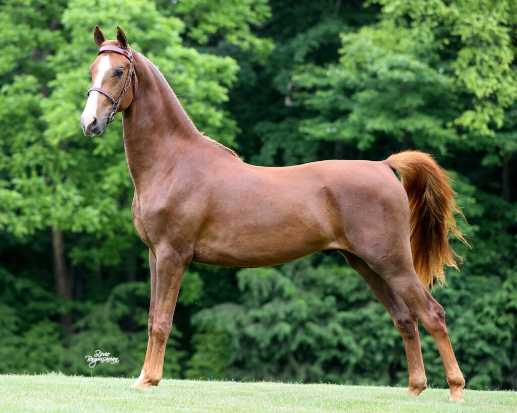 SSLLC Toxic Morgan Horse