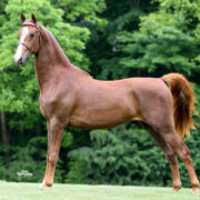SSLLC Toxic Morgan Horse