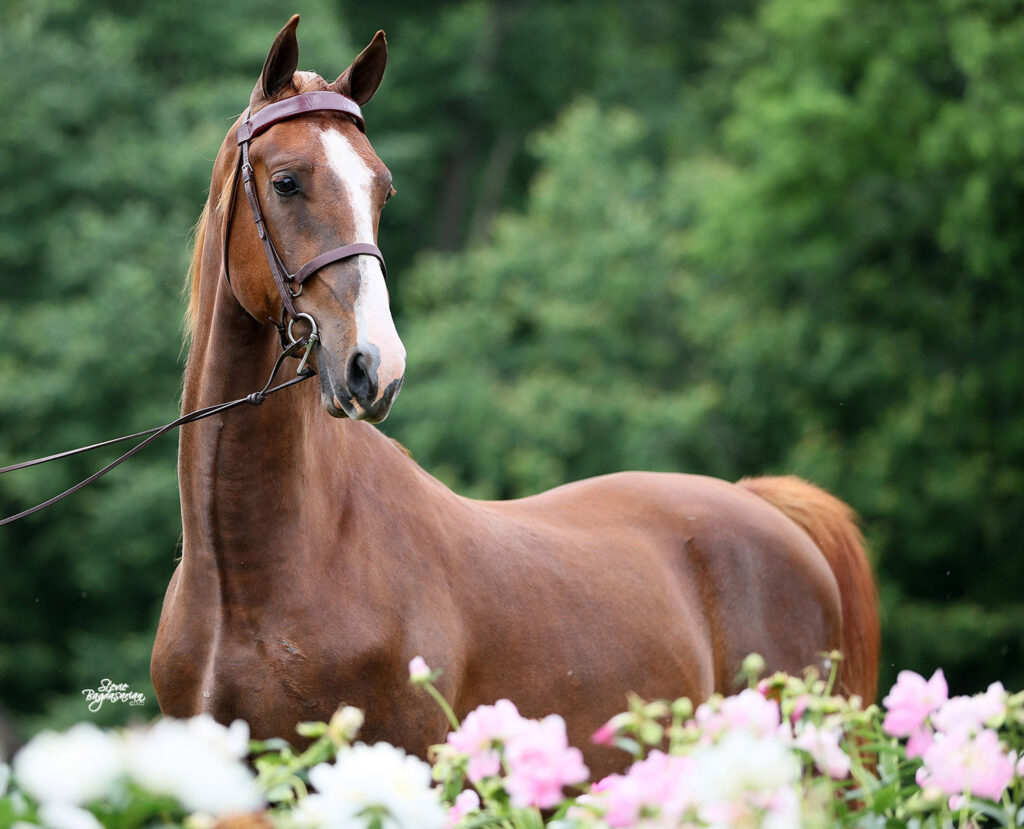 SSLLC Toxic Morgan Horse