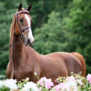 SSLLC Toxic Morgan Horse