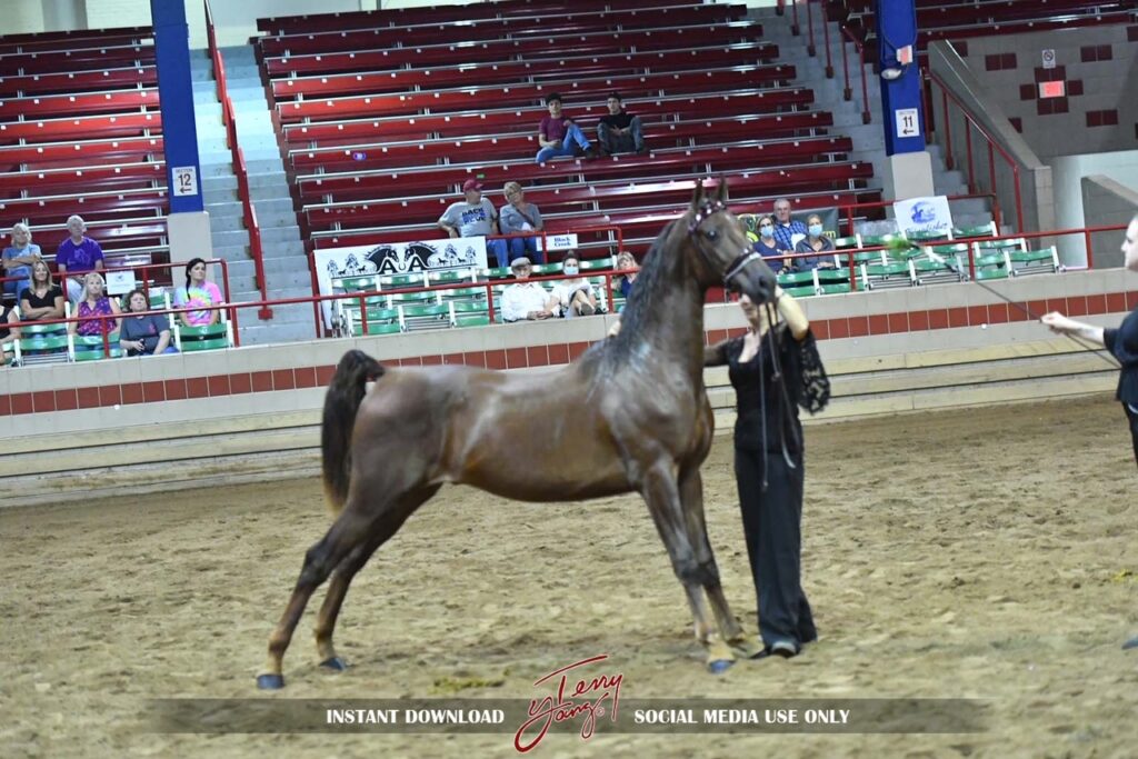 SSLLC Rockstar Morgan Horse
