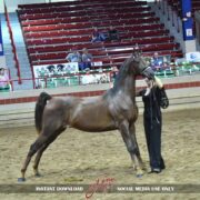 SSLLC Rockstar Morgan Horse
