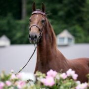 SSLLC Rockstar Morgan Horse