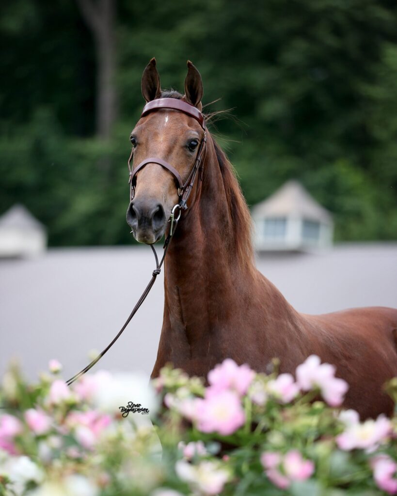 SSLLC Rockstar Morgan Horse