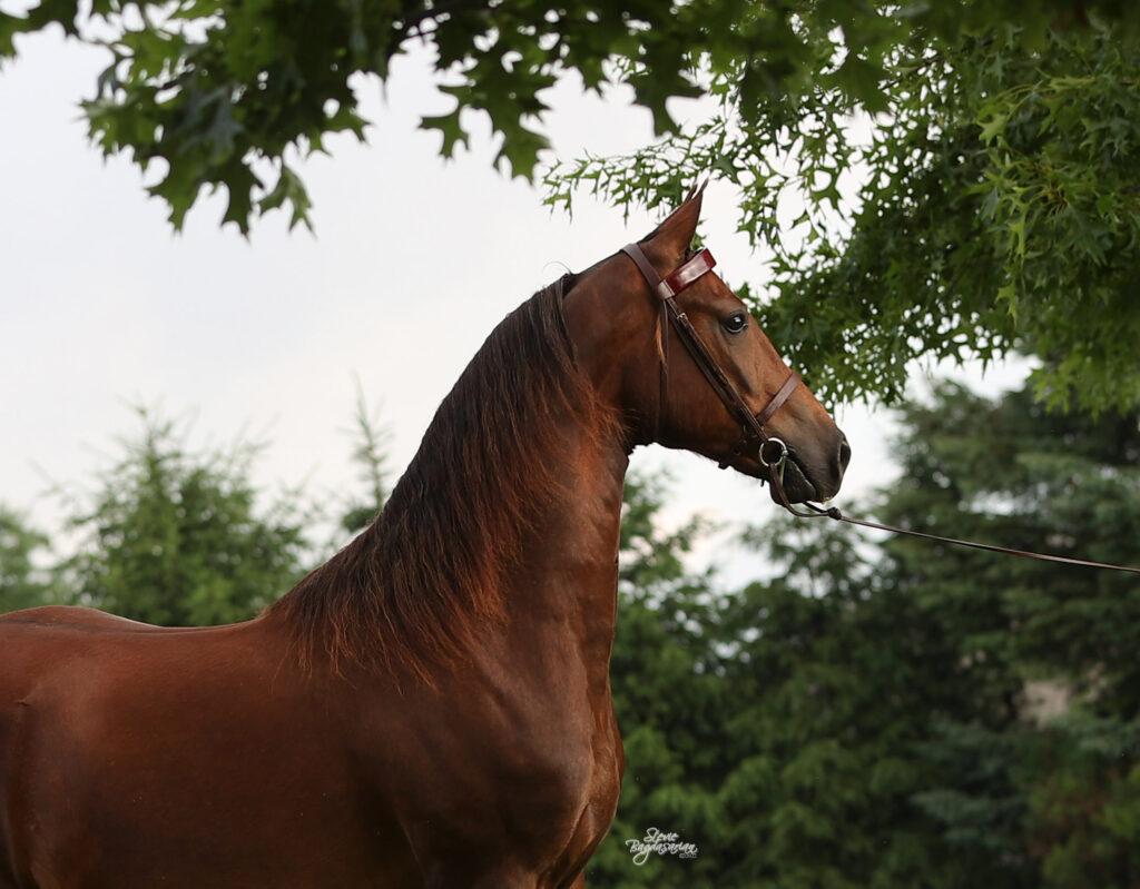 SSLLC Rockstar Morgan Horse