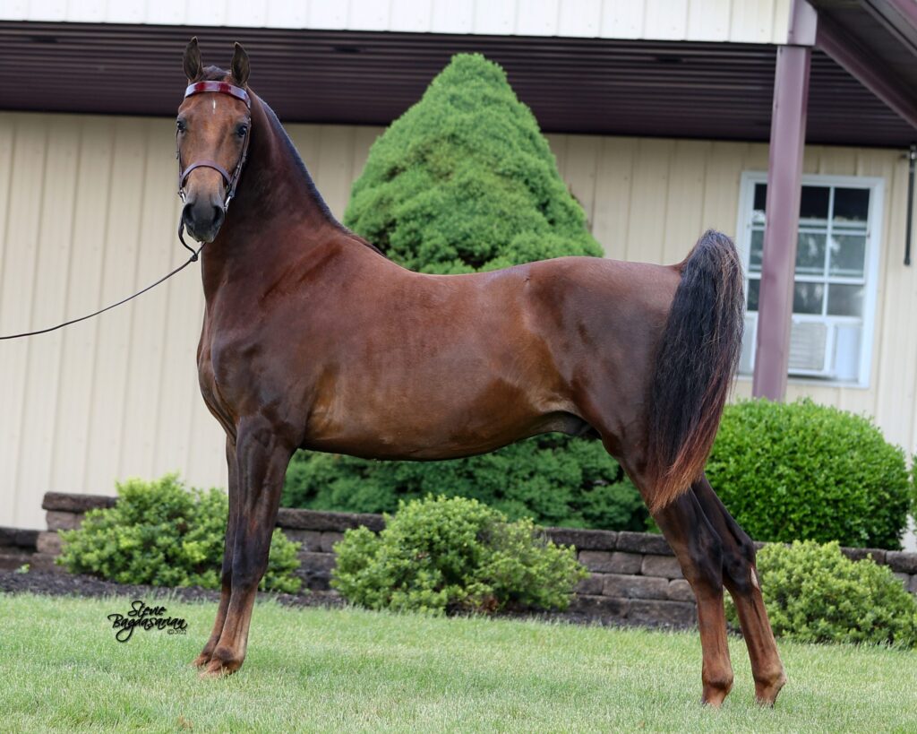 SSLLC Rockstar Morgan Horse