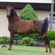 SSLLC Rockstar Morgan Horse