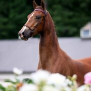 Morgan horse