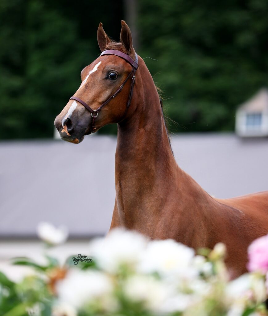 Morgan horse