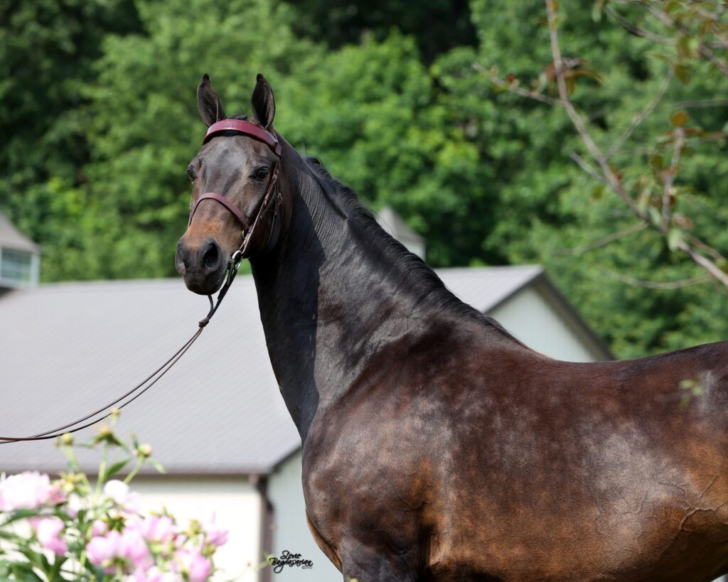 sahara mare morgan horse