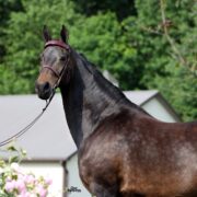 sahara mare morgan horse