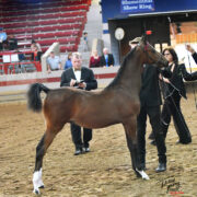 SSLLC Genesis morgan horse