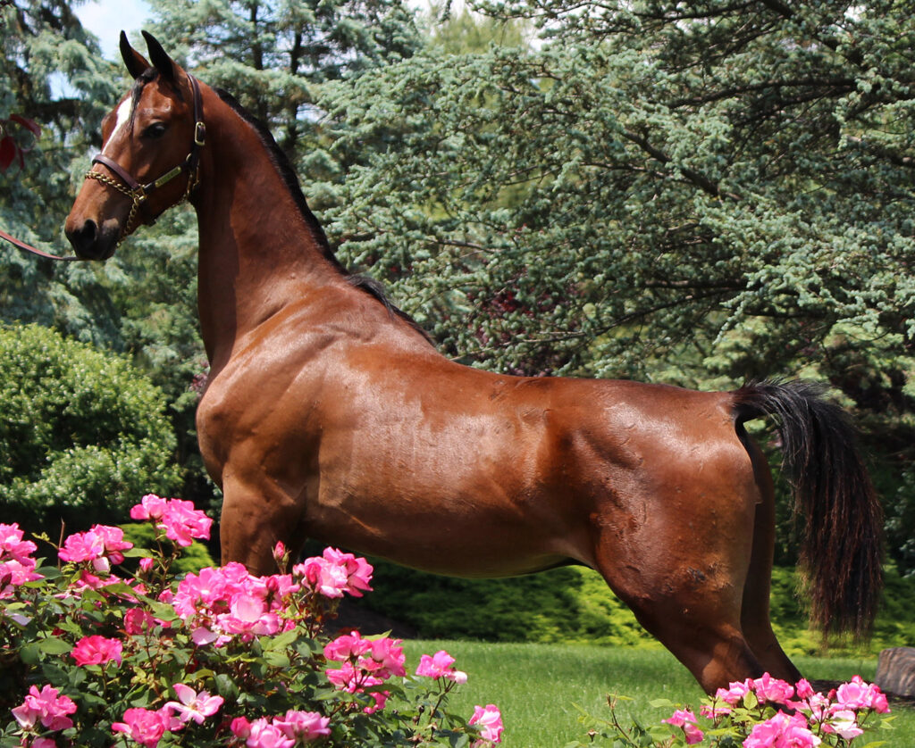 SSLLC Genesis morgan horse