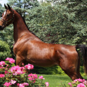SSLLC Genesis morgan horse