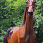 SSLLC Genesis morgan horse
