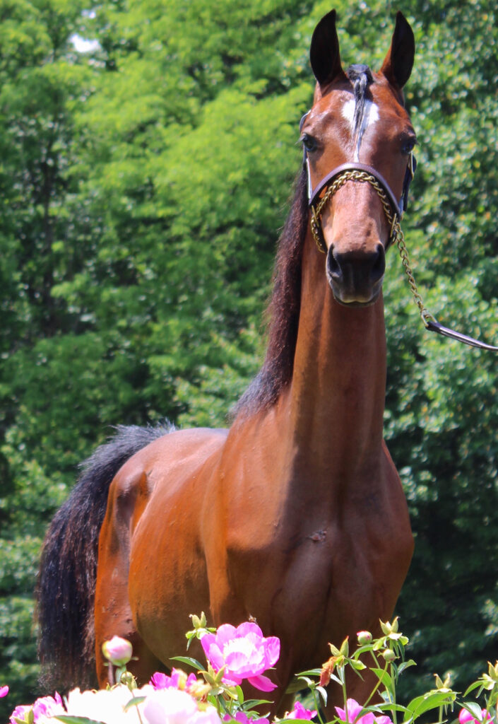 SSLLC Genesis morgan horse