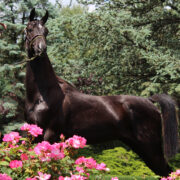 SSLLC Supernova Morgan Horse