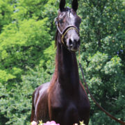 SSLLC Supernova Morgan Horse