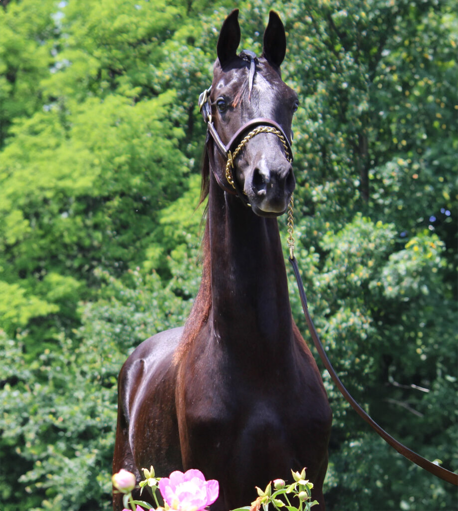 SSLLC Supernova Morgan Horse